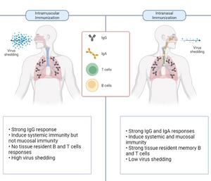 Intranasal vaccine