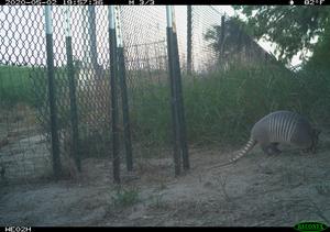 Armadillo