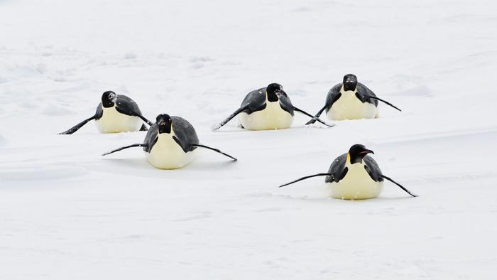Emperor penguins slide on an ice floe
