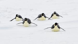 Emperor penguins slide on an ice floe