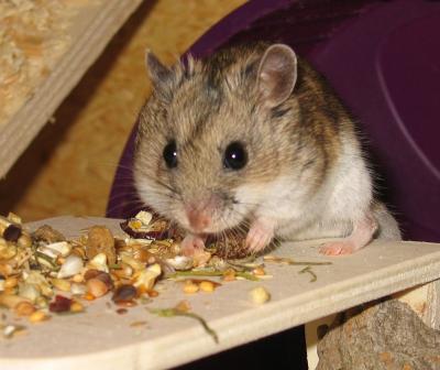 Chinese Hamster