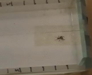 A 'Shy' Jumping Spider