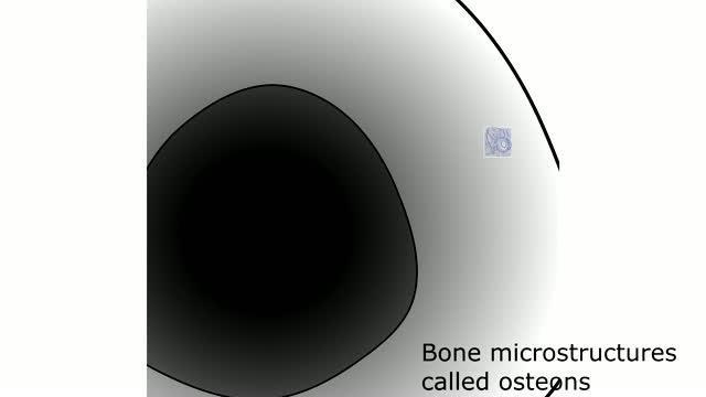 The Secret Microstructure of Bone: Insights into What Makes It Stiff and Tough