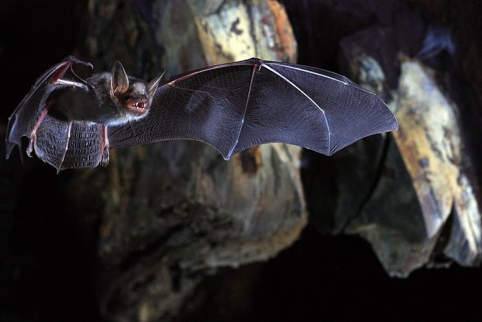 Myotis myotis Greater mouse-eared-bat in flight Brittany France