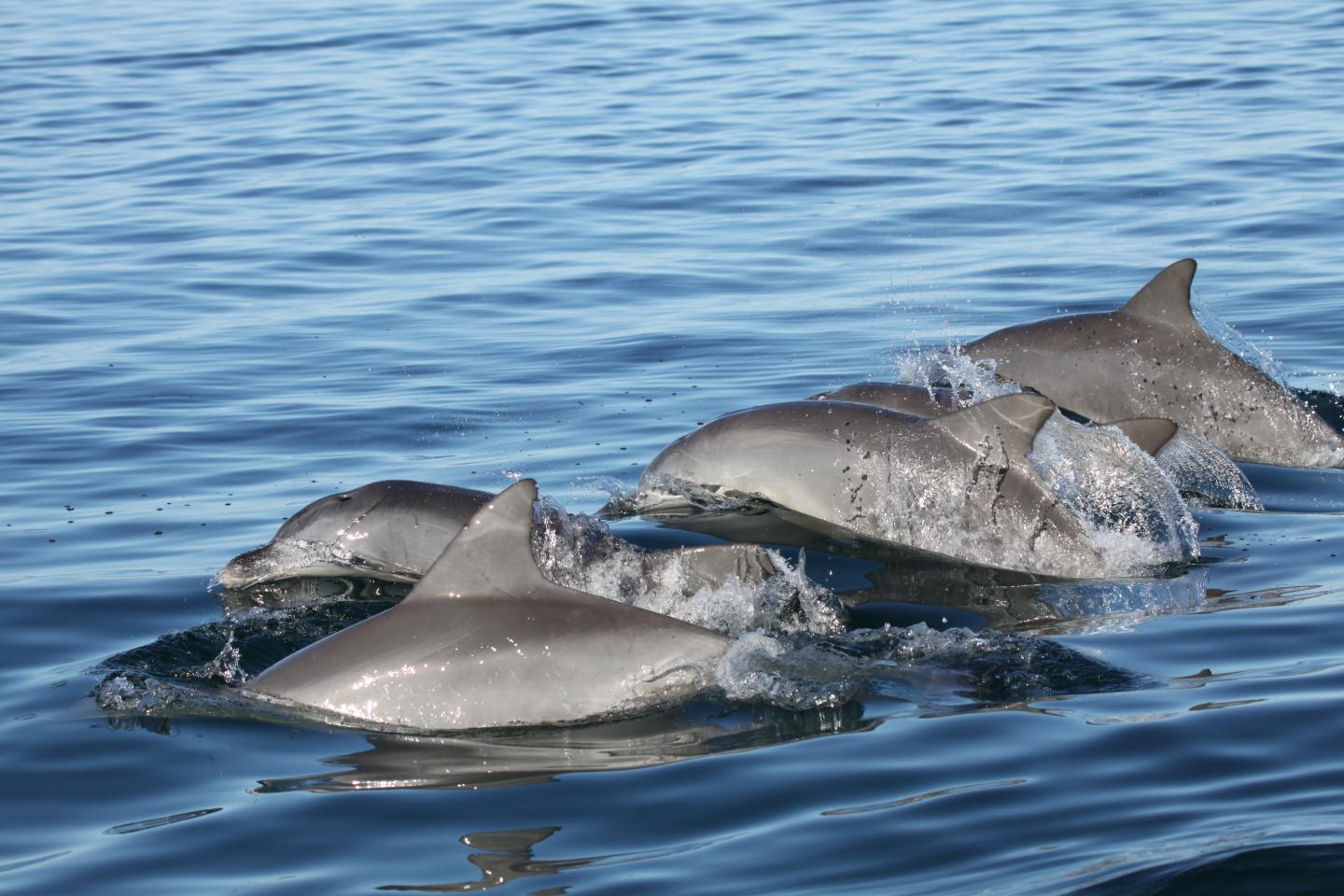 Young dolphins pick their friends wisely