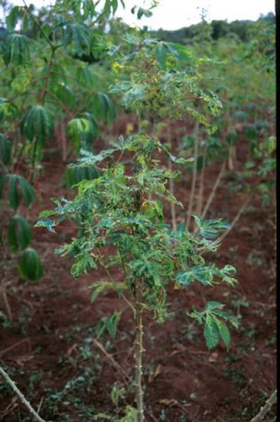 Severely Infected Cassava Plant