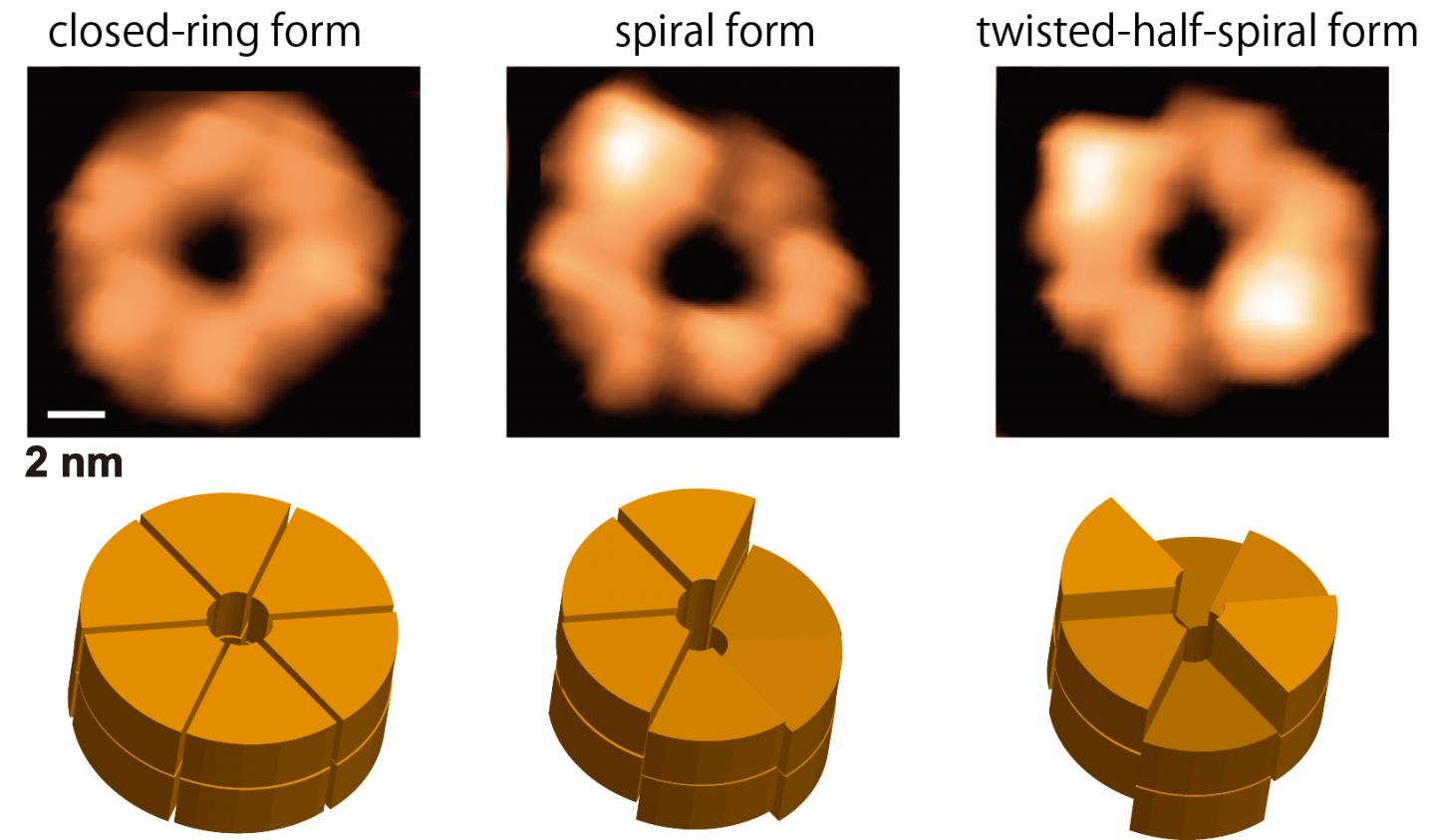 Shapes of ClpB Rings