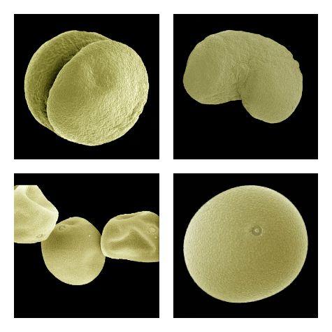 Dehydrated and Rehydrated Pollen