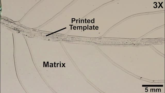 Tandem Polymerization and Vascularization