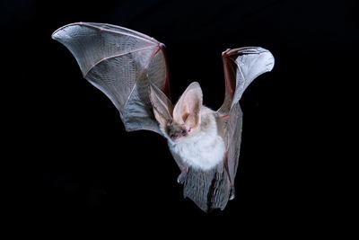Alpine Long-Eared Bat