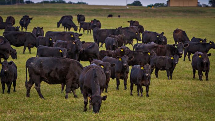 Angus Cattle