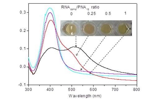 Fig. 2: PNA-RNA Hybridization
