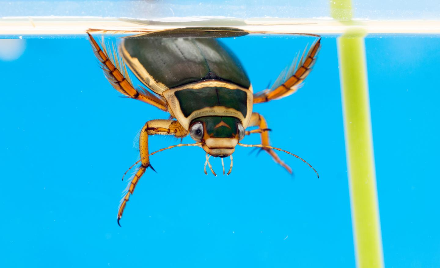 Great Diving Beetle