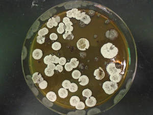 The common bacteria streptomyces which makes the cyclopropane-containing molecules