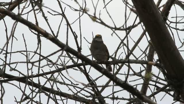 White-Throated Sparrow Songs