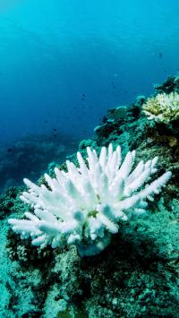 Severe Reduction in Thermal Tolerance Projected for Great Barrier Reef (3 of 6)
