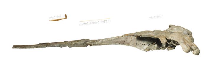 Fossil dolphin Romaleodelphis pollerspoecki.