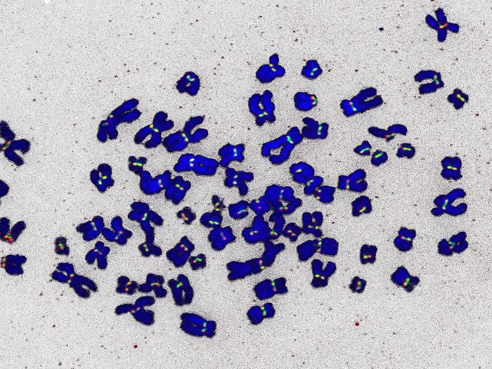 How cells maintain their central processing unit for cell division