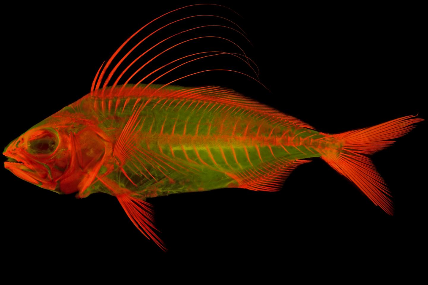 New Morphological Details on Roosterfish