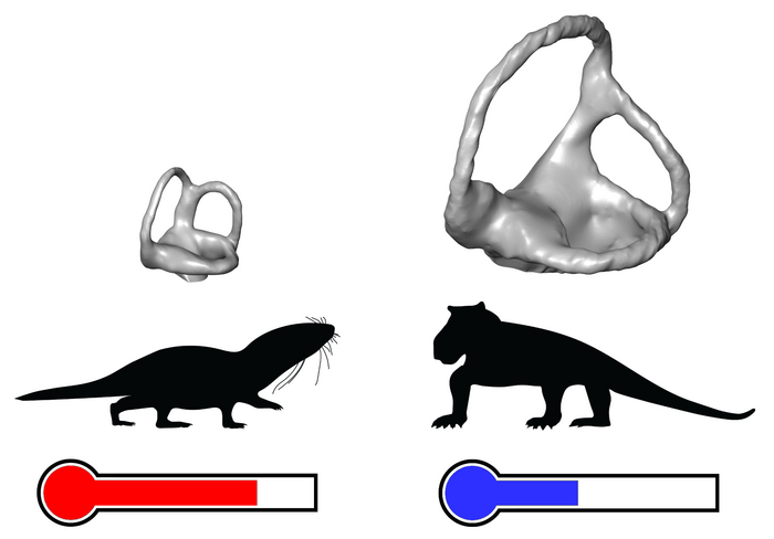 Inner ears of mammal ancestors.
