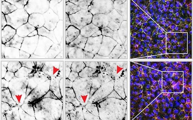 Gut cells and vaping, University of California San Diego