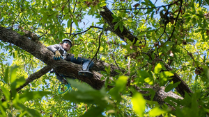 Tree climbing