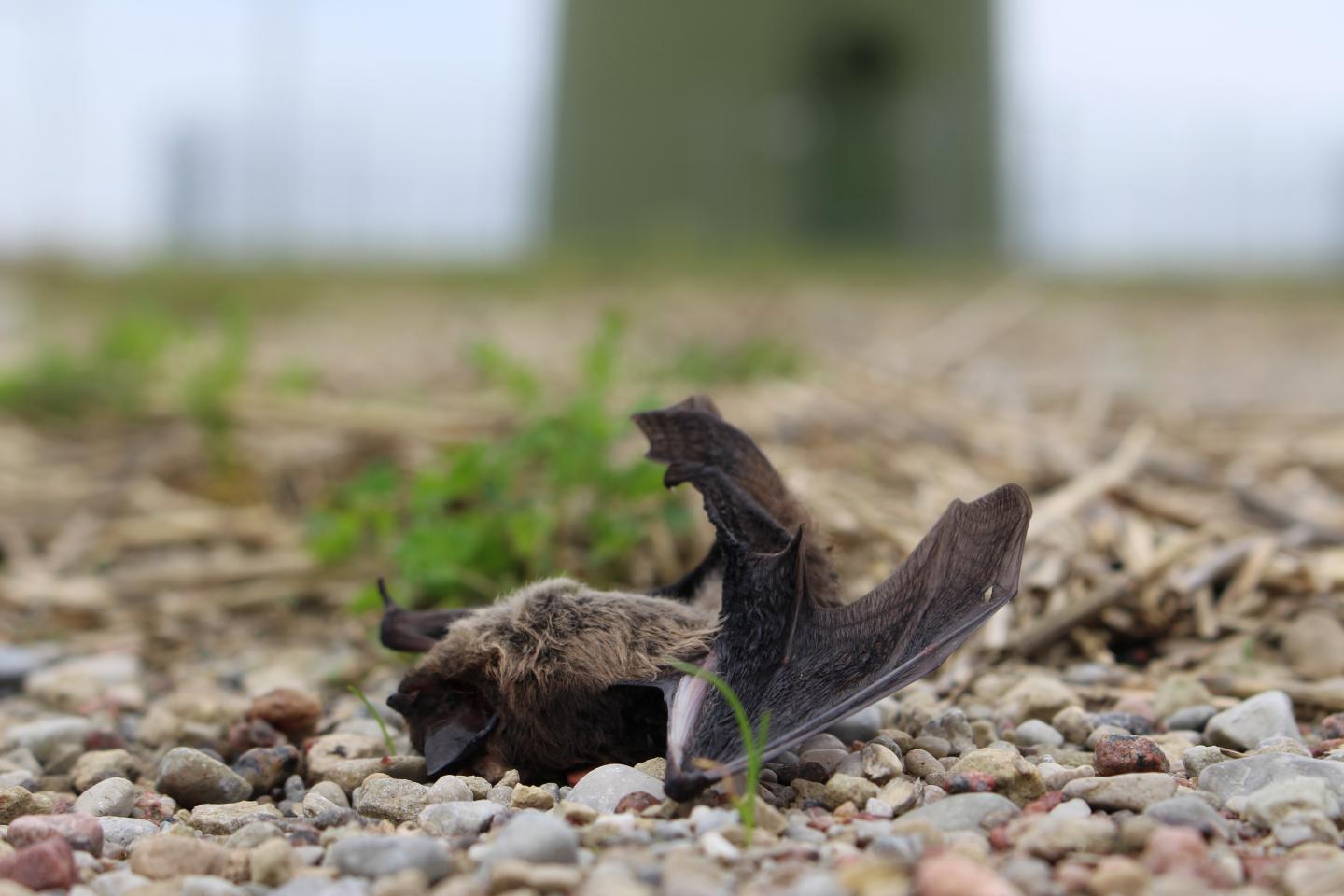 Victim Of Wind Power Plant