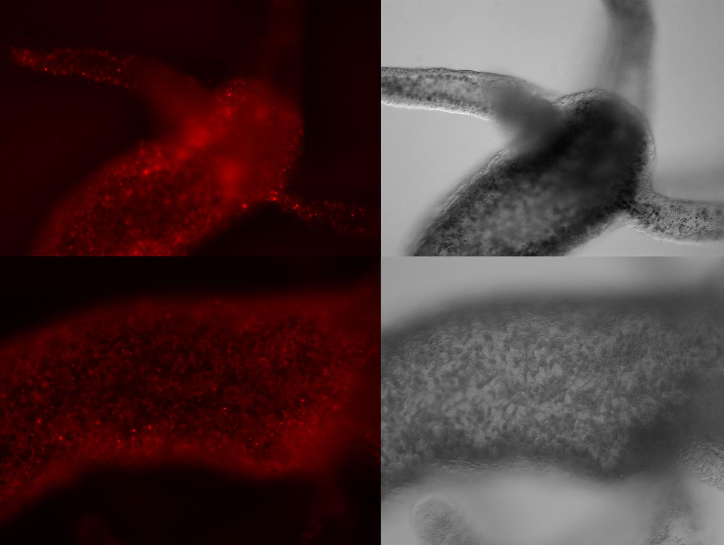 Nanoparticles Enhance Light Sensitivity in Eyeless Animals (3 of 4)