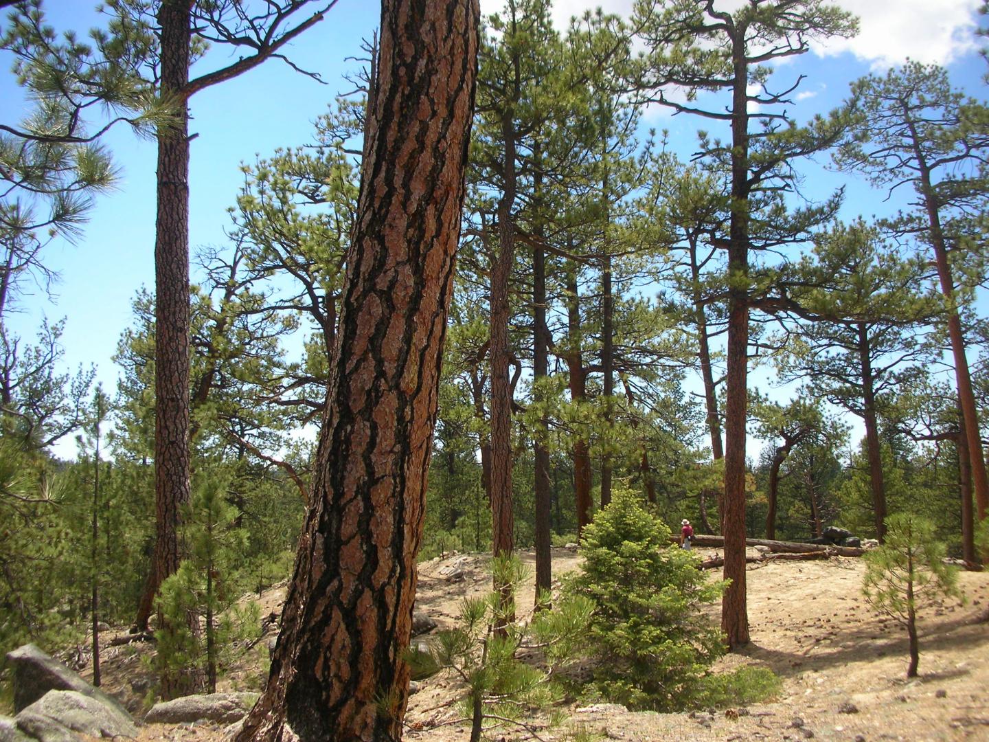 Miixed-Conifer Forest