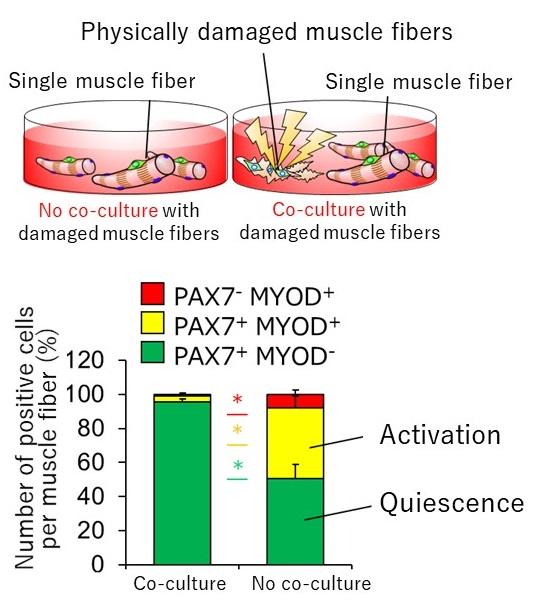 Satellite cells are activated by components leaking from damaged muscle fibers