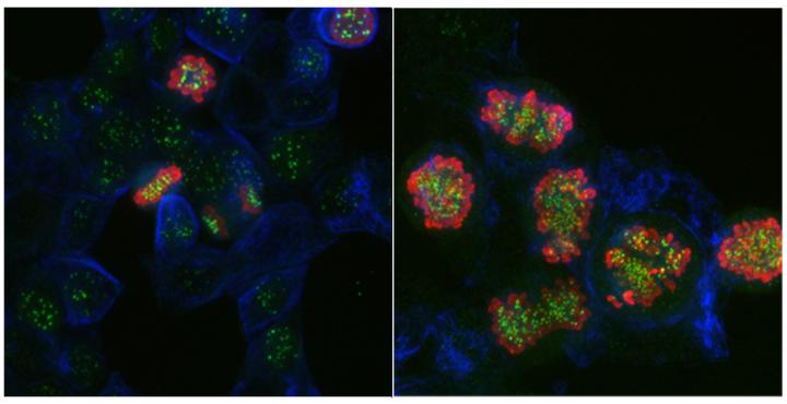 Haploid Cells Exposed to Dab Undergo Cell Division