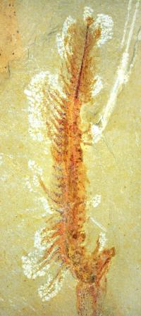 Detail of 525 Million-Year-Old Hemichordate