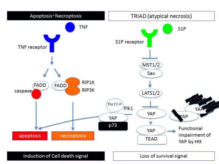 Difference of Signaling Pathways between Previously Known Cell Death Prototypes and TRIAD