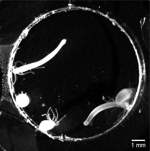 Hydra Exhibiting Different Motor Behaviors