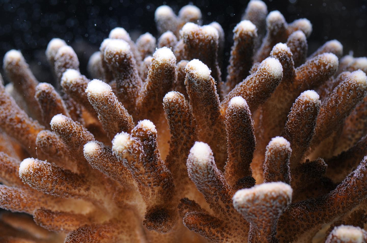 Koralle Stylophora pistillata