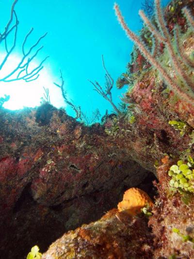 Tiny Fish Larvae Swept Into the 'Coral Triangle'