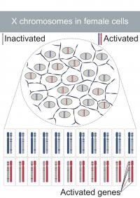 X chromosome: how genetics becomes egalitaria | EurekAlert!