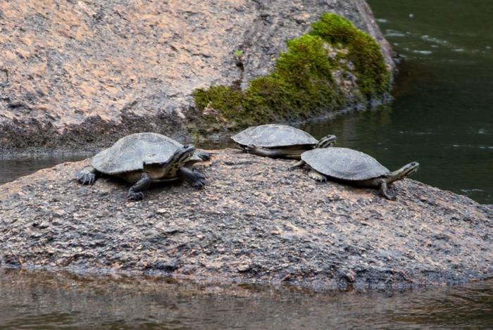 Hydroelectric power plants and turtles