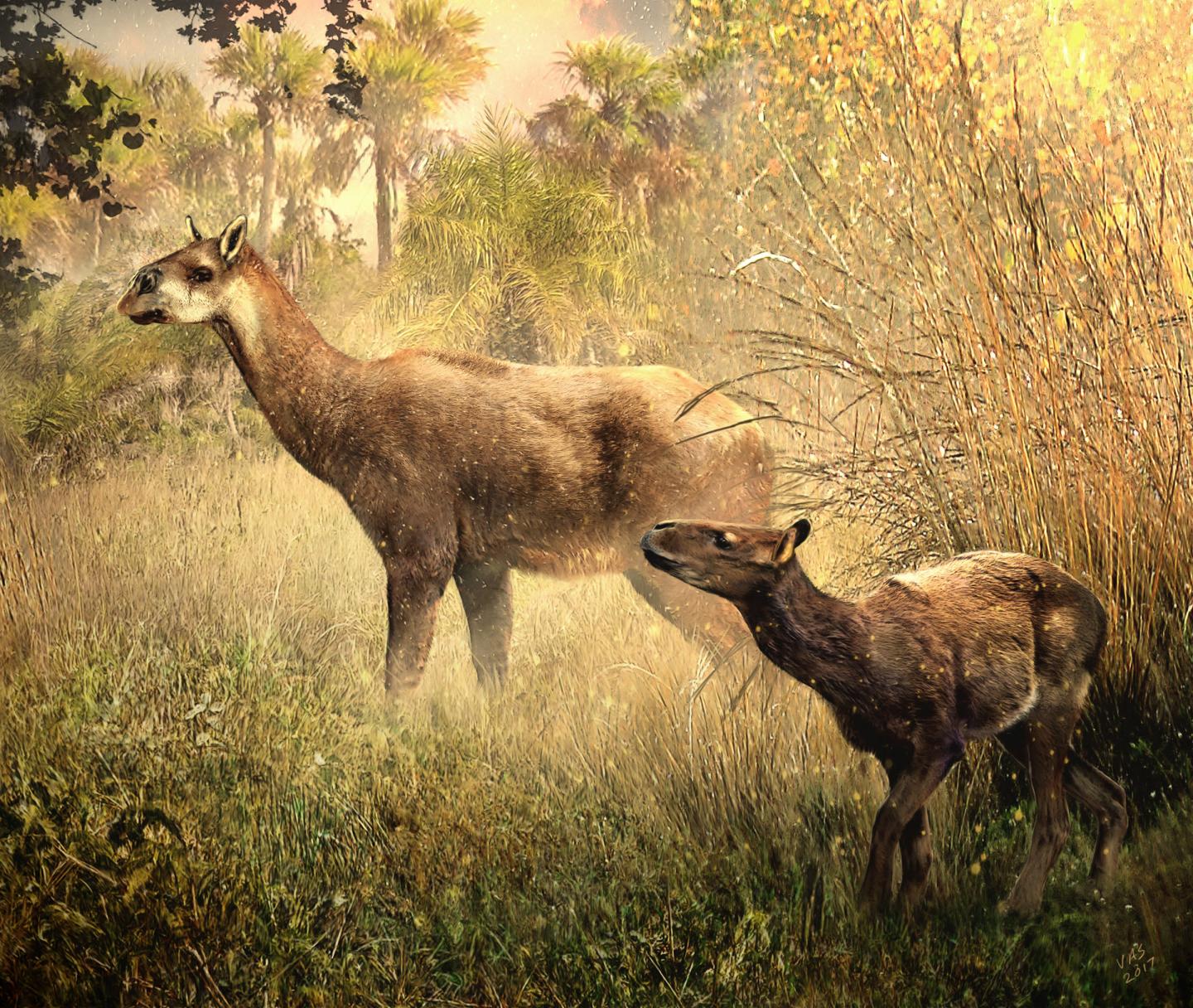 Litopterns: Two New Species of Hoofed Mammals in Bolivia
