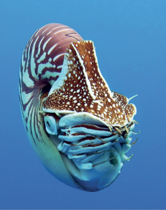 Nautilus vanuatuensis