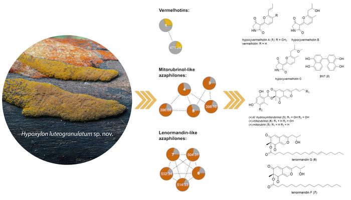 Hypoxylon luteogranulatum (Hypoxylaceae, Xylariales), a novel species from Thailand with distinct chemical and ecological traits