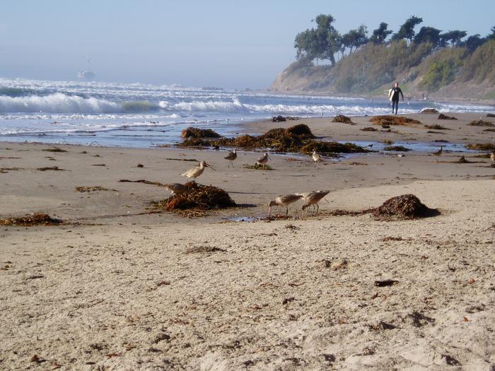 Kelp wrack and marbled godwit