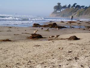 The choreography connecting kelp forests to t - Vimarsana News
