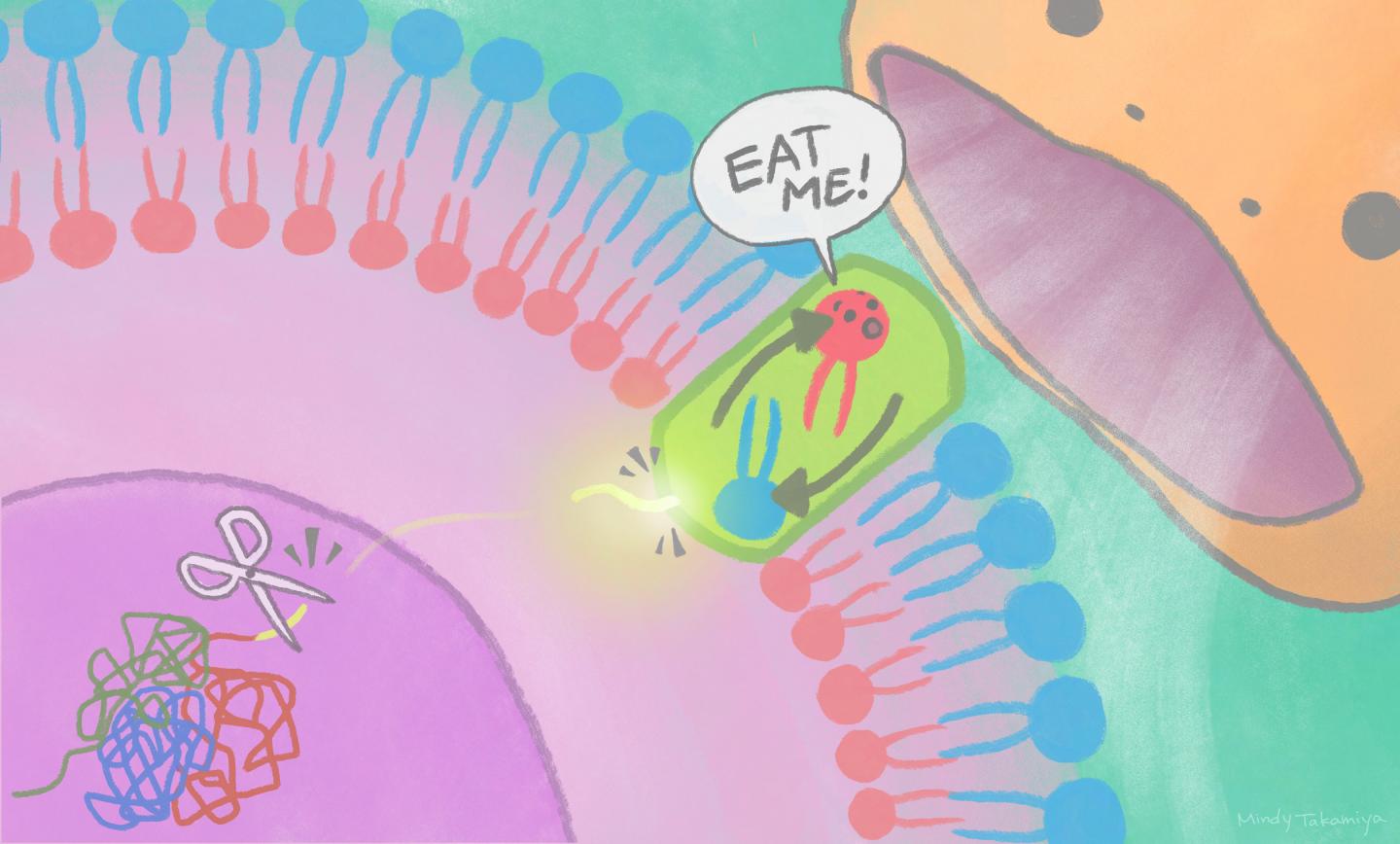 Eat Me The Cell Signal Of Death Eurekalert