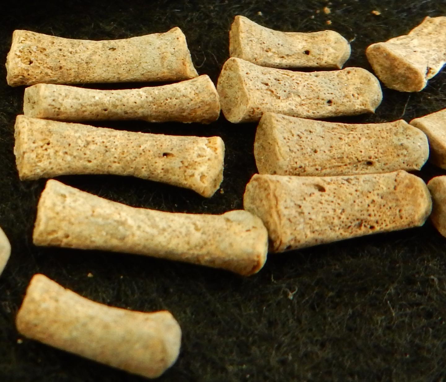 Close-up Skeletal Remains 94A