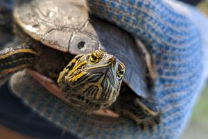 Painted turtle