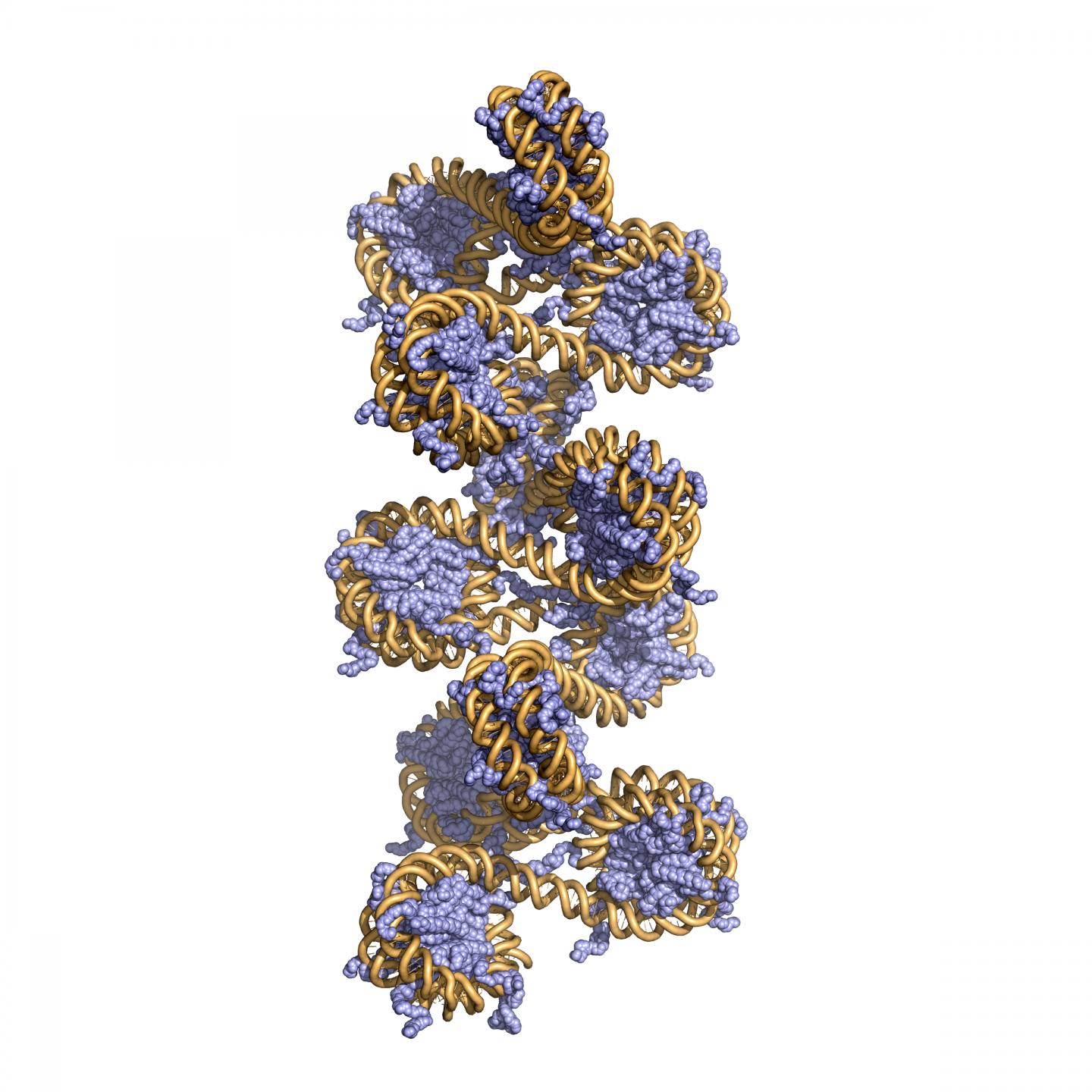 Chromatin DNA