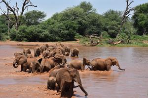 Elephants crossing river