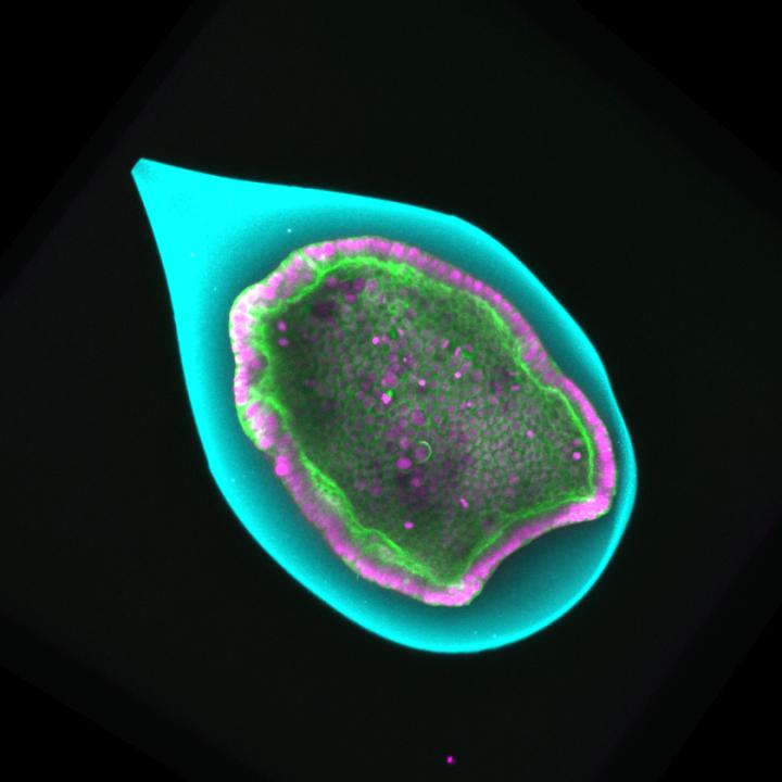 Experimental model of artificial embryo