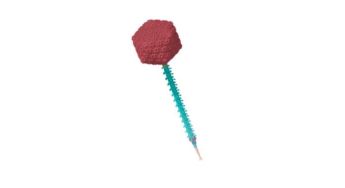 Structure of an entire DT57C bacteriophage